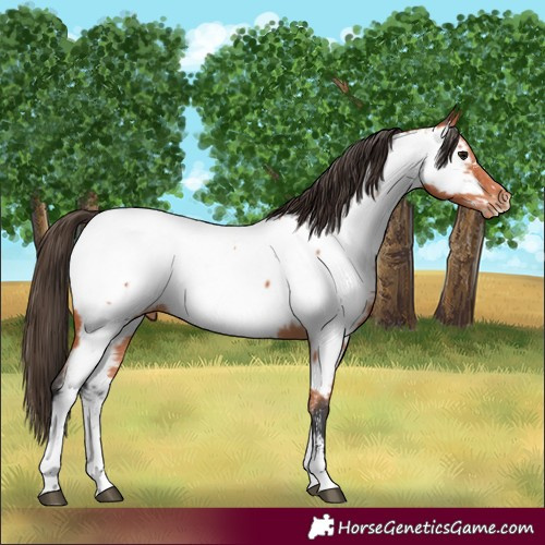 Horse Color:Bay Sabino Near Fewspot