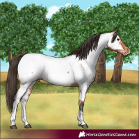 Horse Color:Bay Sabino Near Fewspot