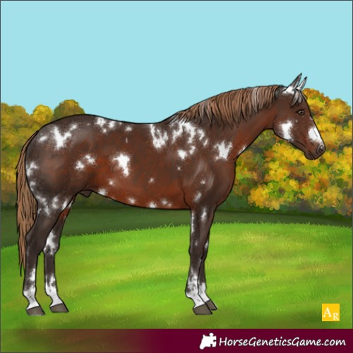Horse Color:White Spotted Liver Chestnut 