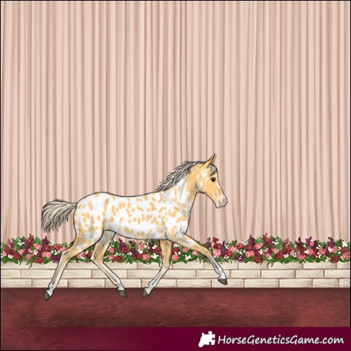 Horse Color:Palomino Appaloosa 
