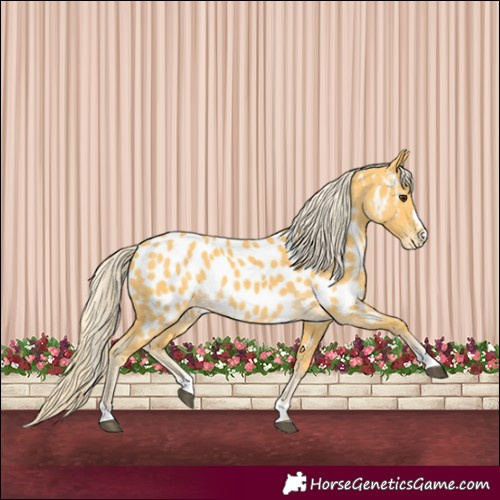 Horse Color:Palomino Near Leopard