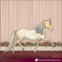 Horse Color:Palomino Near Leopard