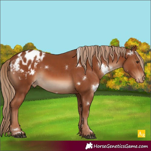 Horse Color:White Spotted Chestnut Appaloosa 