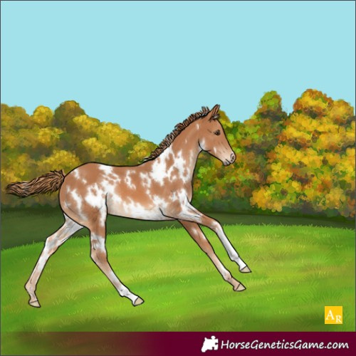 Horse Color:White Spotted Chestnut 