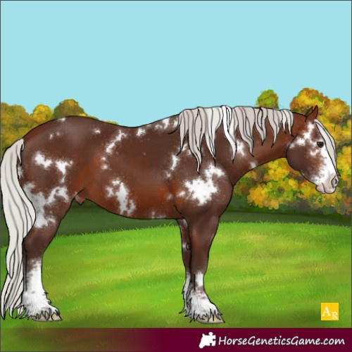 Horse Color:White Spotted Silver Brown Sabino Appaloosa