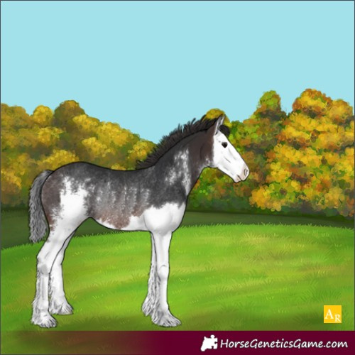 Horse Color:Brown Sabino Splash Rabicano