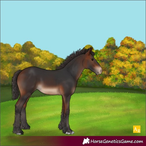 Horse Color:Bay Appaloosa