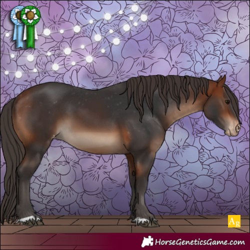 Horse Color:Bay Appaloosa
