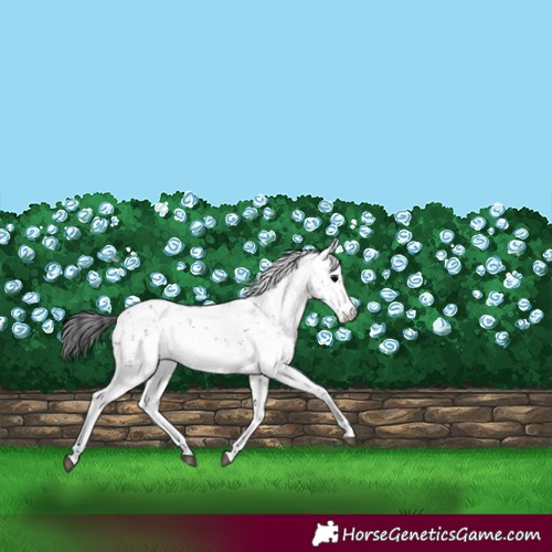 Horse Color:Black Sabino 