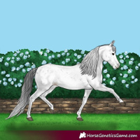 Horse Color:Black Sabino 