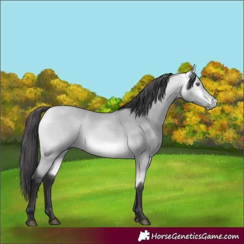 Horse Color:Buckskin Chinchilla