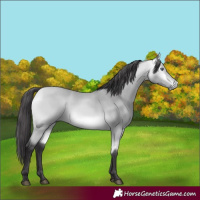 Horse Color:Buckskin Chinchilla 