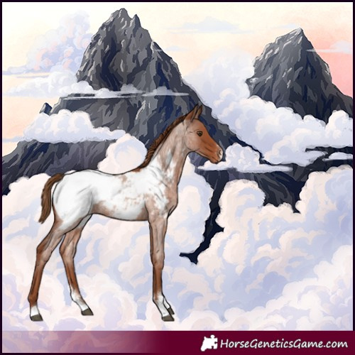 Horse Color:Red Roan Sabino Appaloosa Rabicano 