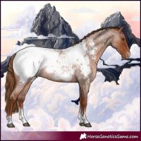 Horse Color:Red Roan Sabino Near Fewspot Rabicano 