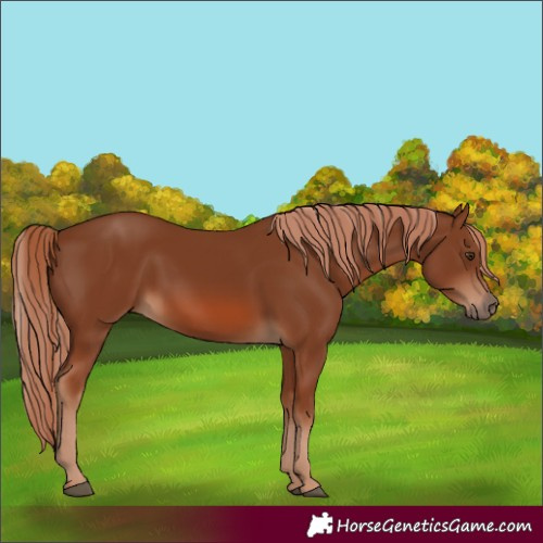 Horse Color:Chestnut 