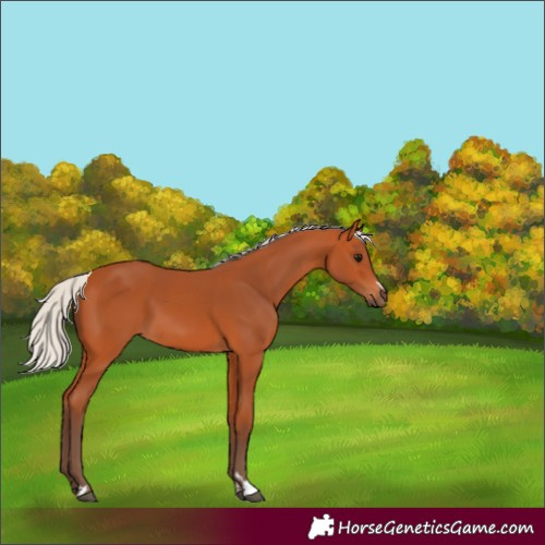 Horse Color:Silver Bay