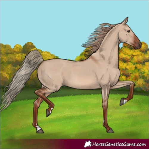 Horse Color:Red Dun 