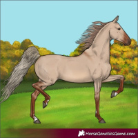 Horse Color:Red Dun