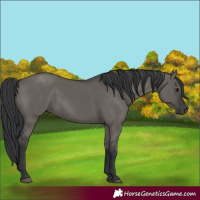 Horse Color:Grullo