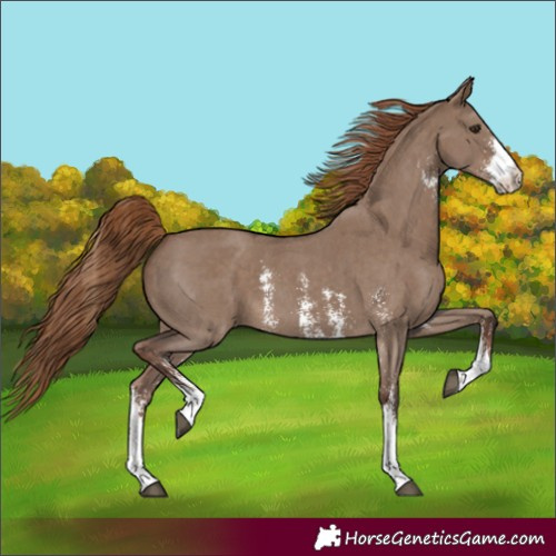 Horse Color:Unknown 