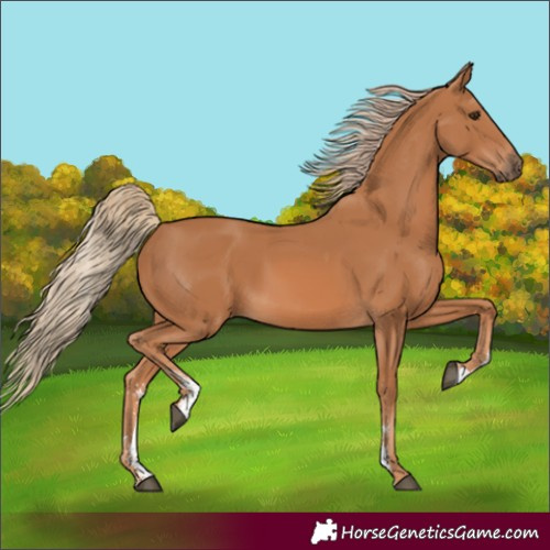 Horse Color:Unknown 