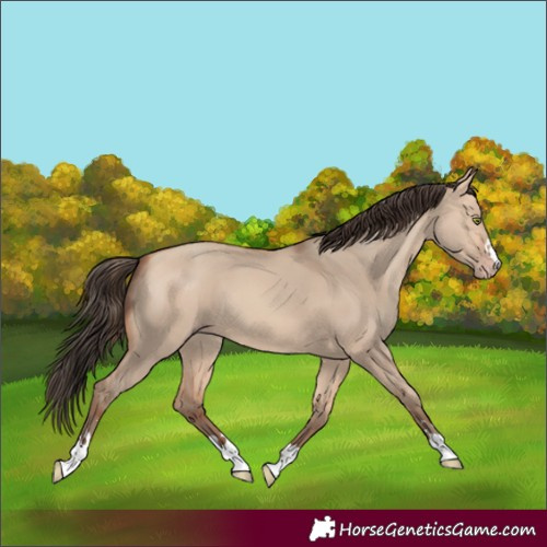 Horse Color:Amber Champagne Dun 