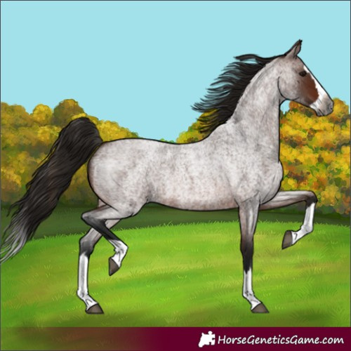 Horse Color:Unknown 