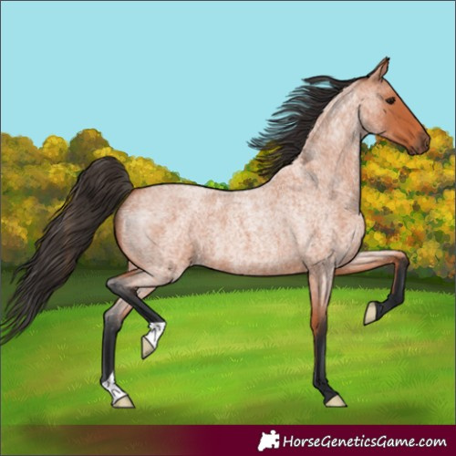 Horse Color:Bay Roan