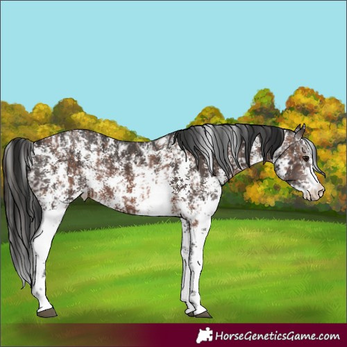 Horse Color:Brown Sabino Rabicano and Gray Brown Sabino Rabicano