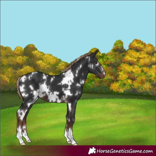 Horse Color:Gray White Spotted Liver Chestnut 