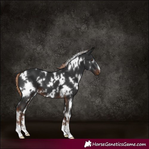Horse Color:Gray White Spotted Liver Chestnut 