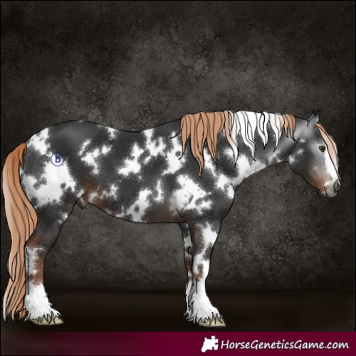Horse Color:Gray White Spotted Liver Chestnut 