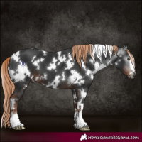 Horse Color:Gray White Spotted Liver Chestnut