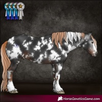 Horse Color:Gray White Spotted Liver Chestnut