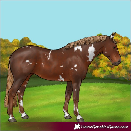 Horse Color:Gray White Spotted Chestnut 