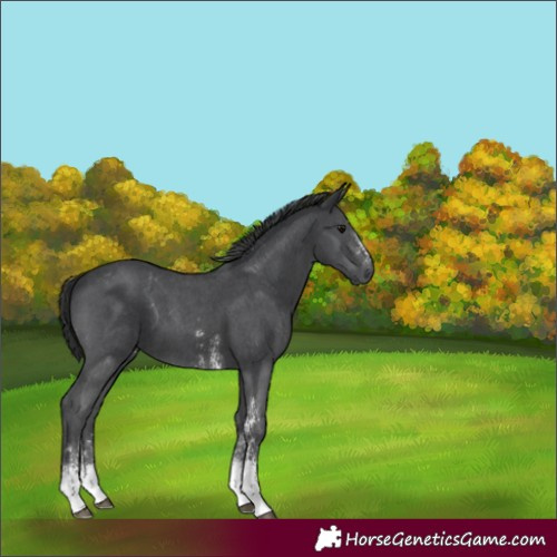 Horse Color:Black Sabino