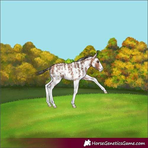 Horse Color:Bay Sabino 