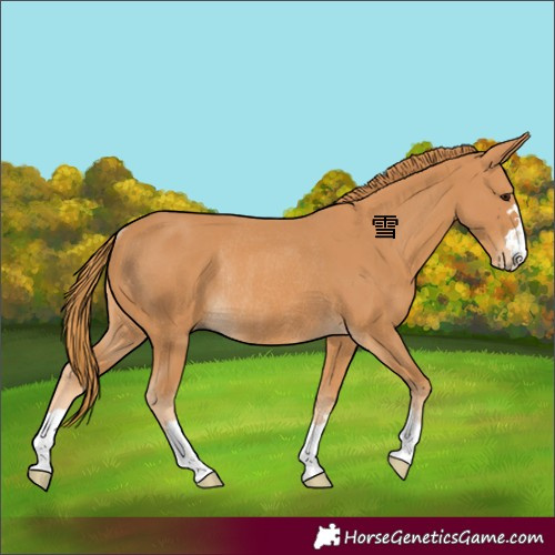 Horse Color:Chestnut Rabicano