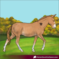 Horse Color:Chestnut Rabicano 