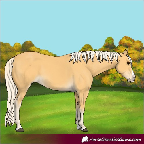 Horse Color:Palomino Splash 
