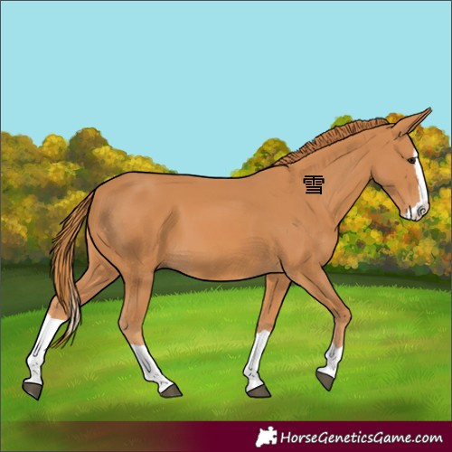Horse Color:Chestnut Splash 