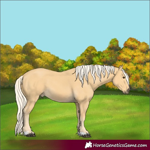 Horse Color:Palomino 
