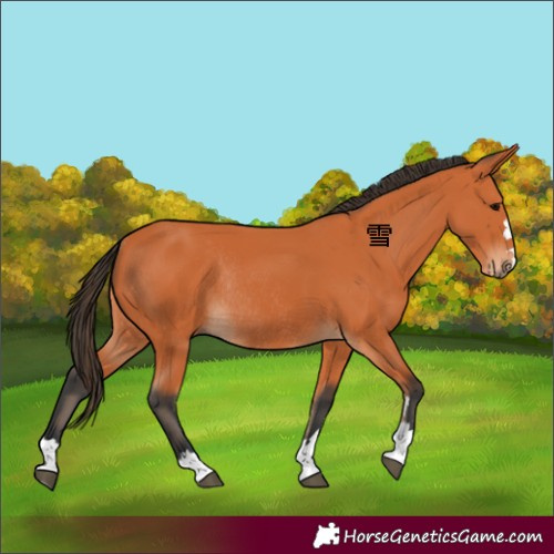 Horse Color:Bay Rabicano