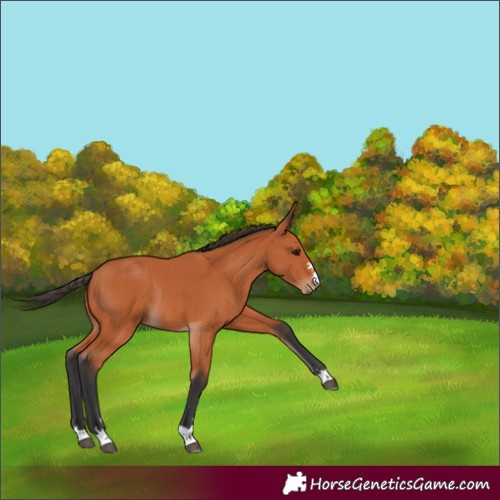 Horse Color:Bay Rabicano 