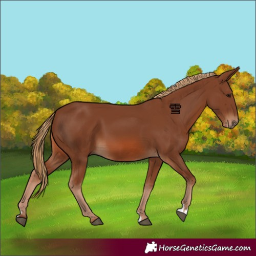 Horse Color:Chestnut 