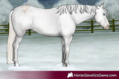 Horse Color:Smoky Creme Appaloosa