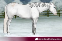 Horse Color:Smoky Creme Appaloosa 