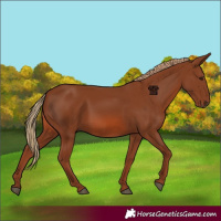 Horse Color:Chestnut 