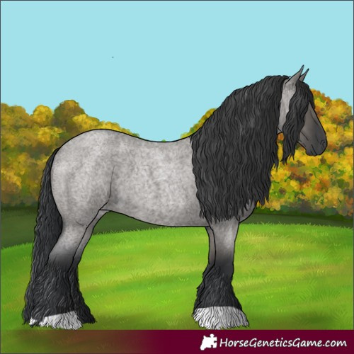 Horse Color:Grullo Roan