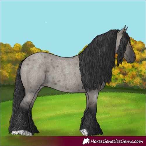 Horse Color:Grullo Roan